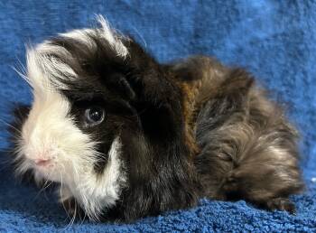 Peruvian Guinea Pigs for Sale in Las Cruces, New Mexico - Dark One | PetCurious